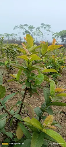 Agriculture Courses in India – Build Your Future with Vikrant University