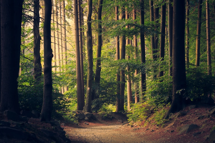 Green forest environment