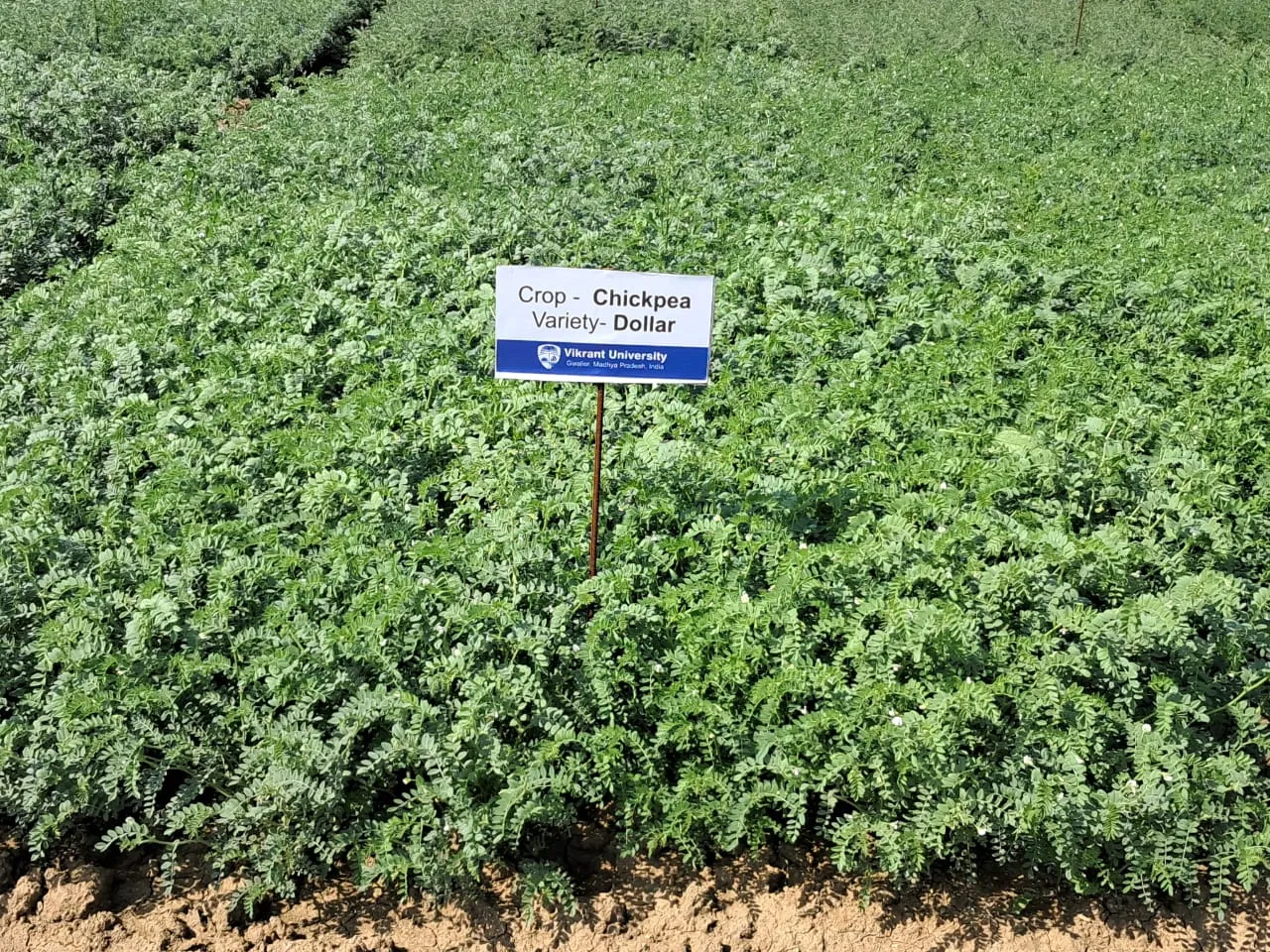 sakatpura farm chickpea planation