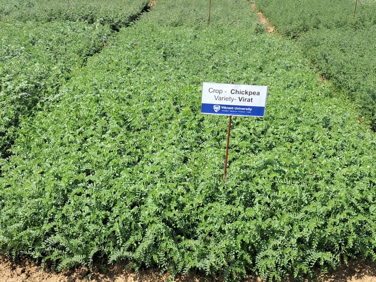  sakatpura farm chickpea